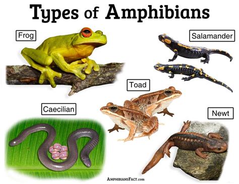 list at least 2 ways reptiles are similar to amphibians.